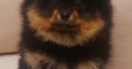 Pomeranian puppies TOP quality