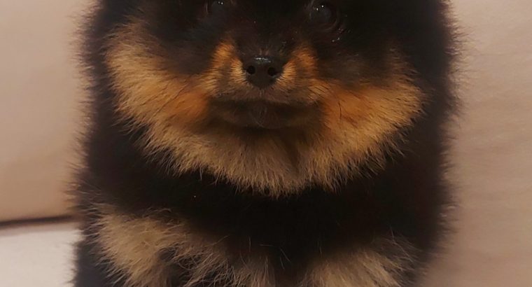 Pomeranian puppies TOP quality