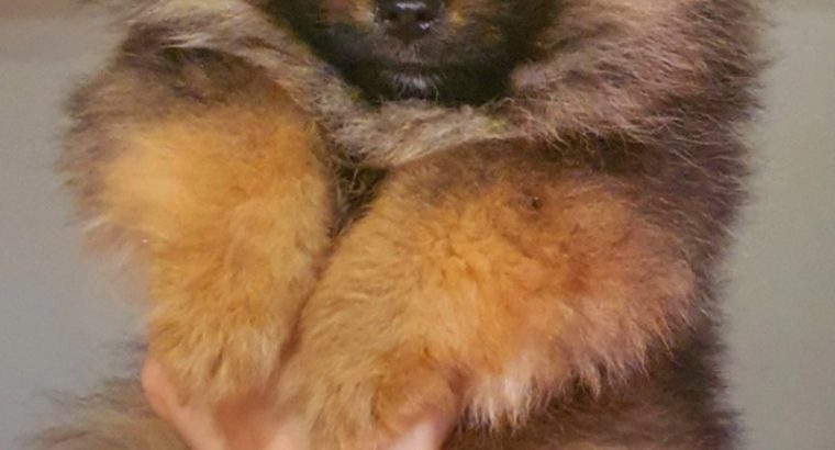Pomeranian spitz BOO puppies, Pomeranian, Pomeranian bears
