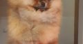 Pomeranian spitz BOO puppies, Pomeranian, Pomeranian bears