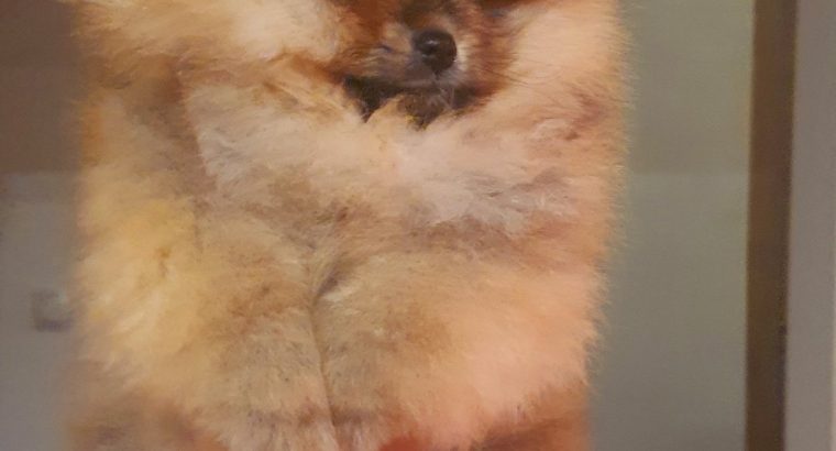 Pomeranian spitz BOO puppies, Pomeranian, Pomeranian bears