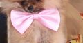 Pomeranian spitz BOO puppies, Pomeranian, Pomeranian bears