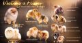 Pomeranian spitz BOO puppies, Pomeranian, Pomeranian bears