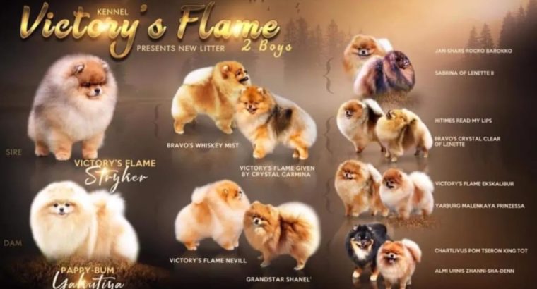 Pomeranian spitz BOO puppies, Pomeranian, Pomeranian bears