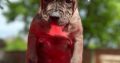 American pit bull terrier puppies