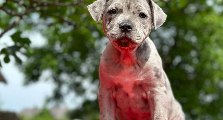American pit bull terrier puppies