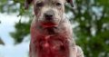 American pit bull terrier puppies