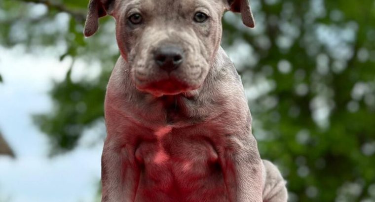American pit bull terrier puppies