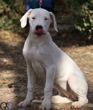 Dogo Argentino puppies for sale