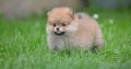 Pomeranian BEAUTIFUL puppies