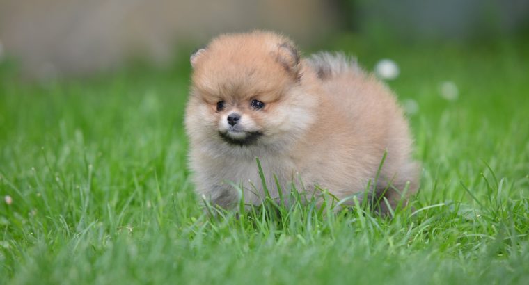 Pomeranian BEAUTIFUL puppies