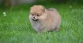 Pomeranian BEAUTIFUL puppies