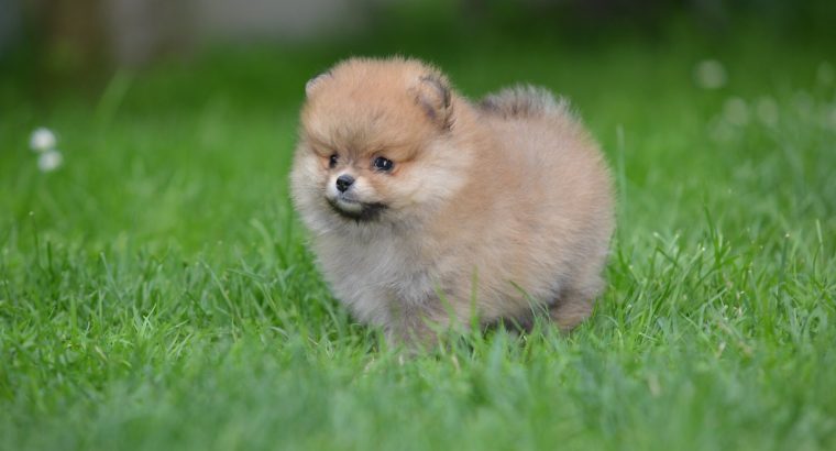 Pomeranian BEAUTIFUL puppies