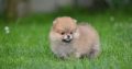 Pomeranian BEAUTIFUL puppies