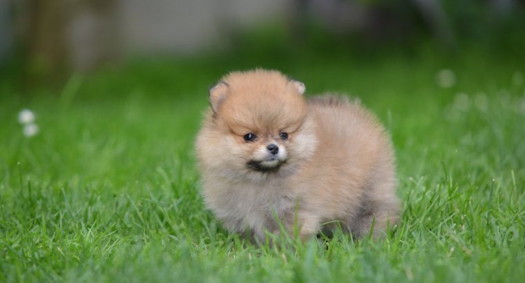 Pomeranian BEAUTIFUL puppies