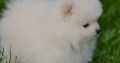 Pomeranian BEAUTIFUL puppies