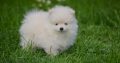 Pomeranian BEAUTIFUL puppies