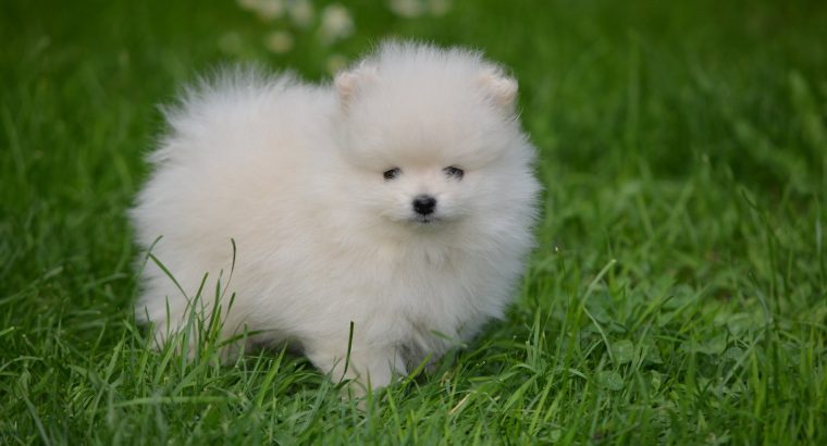Pomeranian BEAUTIFUL puppies