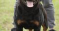 Rottweiler boy for sale