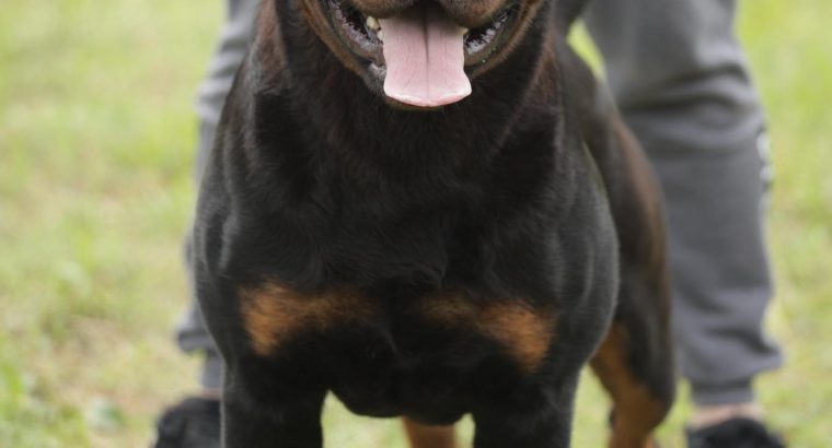 Rottweiler boy for sale