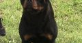 Rottweiler boy for sale