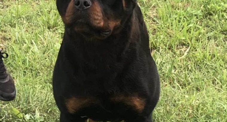 Rottweiler boy for sale
