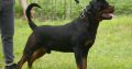 Rottweiler boy for sale