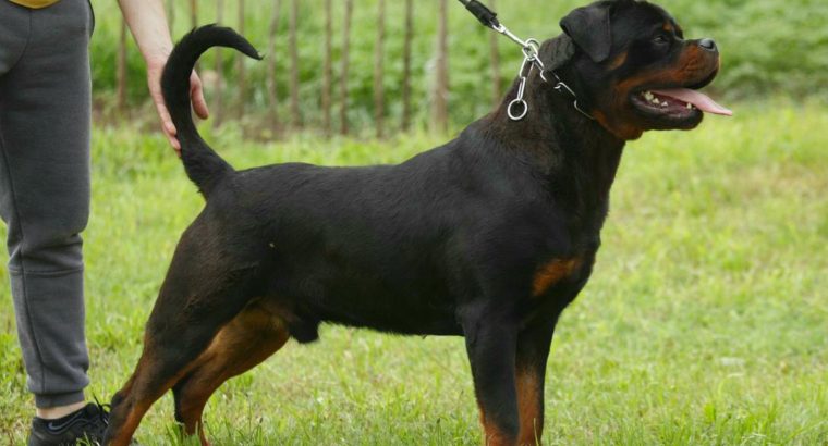 Rottweiler boy for sale