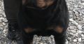 Rottweiler boy for sale