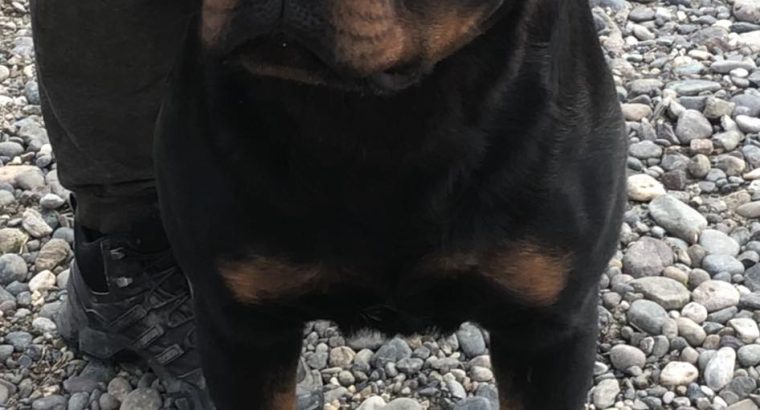 Rottweiler boy for sale