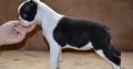 Boston terrier puppies for sale