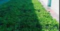 All Season instant lawn