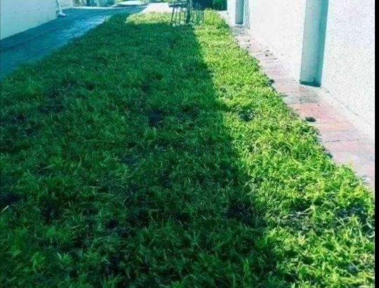 All Season instant lawn