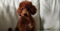 Miniature Poodle TOP puppies