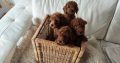 Miniature Poodle TOP puppies