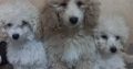 Beautiful TOY poodle puppies