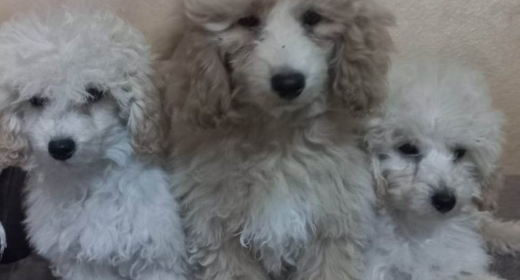 Beautiful TOY poodle puppies