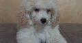 Beautiful TOY poodle puppies