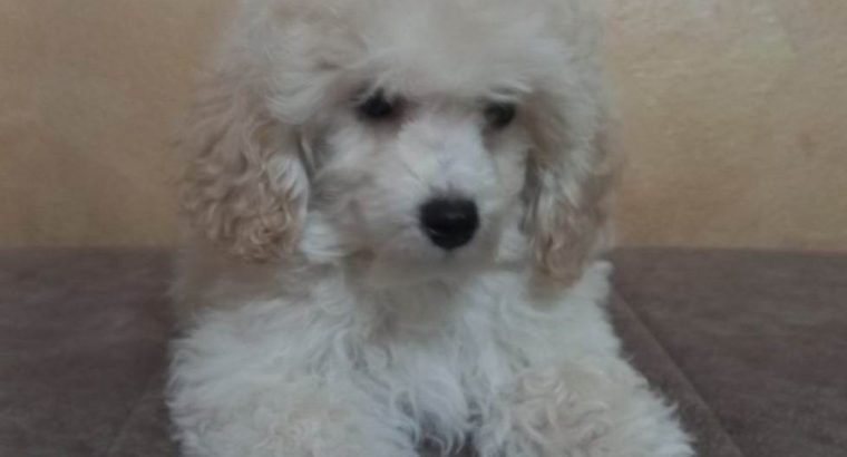 Beautiful TOY poodle puppies