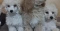 Beautiful TOY poodle puppies