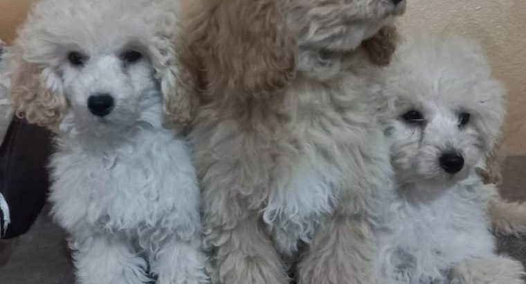 Beautiful TOY poodle puppies