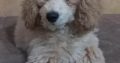 Beautiful TOY poodle puppies
