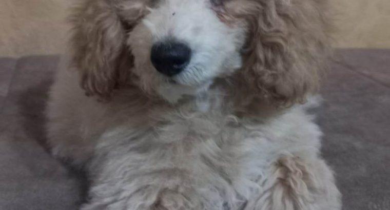 Beautiful TOY poodle puppies