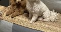 Beautiful TOY poodle puppies