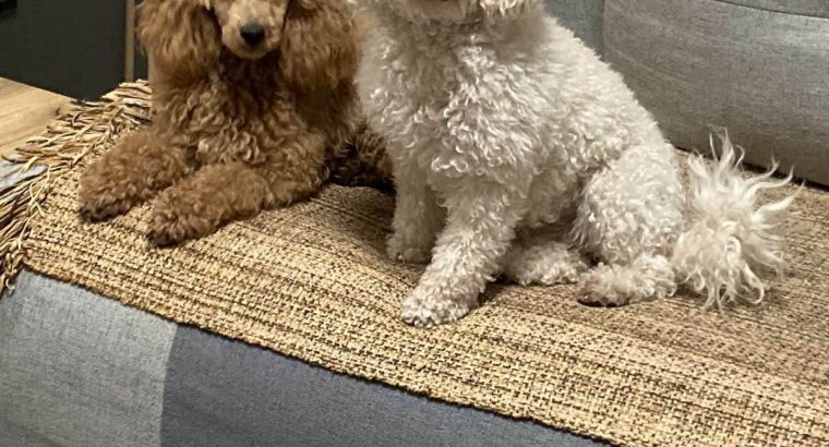 Beautiful TOY poodle puppies