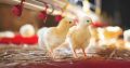 Olam Hatcheries