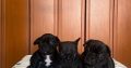 French Bulldog puppies