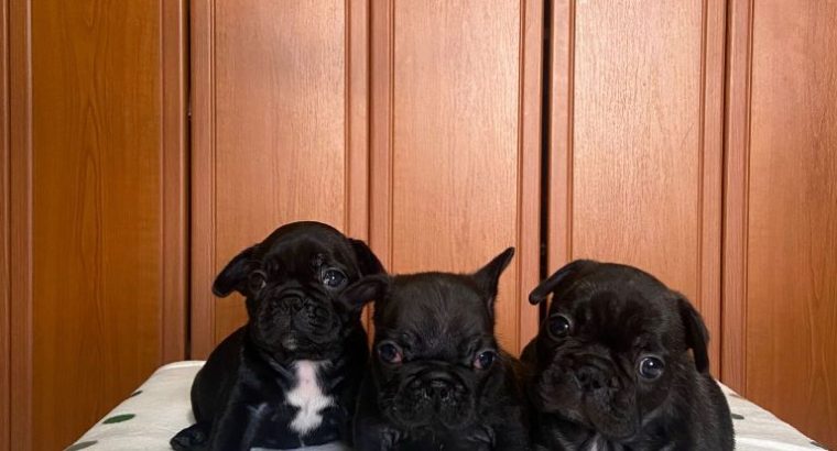 French Bulldog puppies