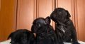 French Bulldog puppies