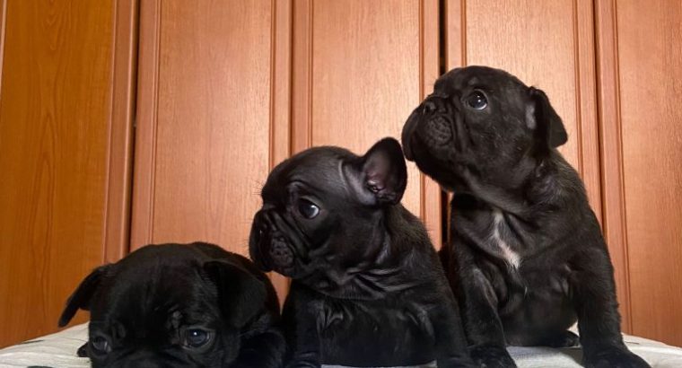 French Bulldog puppies